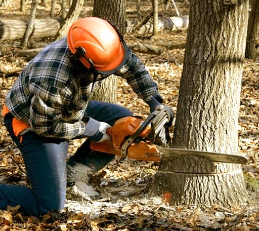 Tree Removal in Saluda, SC